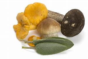 Wild Mushroom & Sage